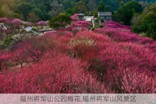 福州将军山公园梅花,福州将军山风景区