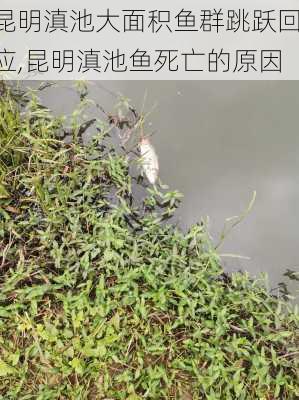 昆明滇池大面积鱼群跳跃回应,昆明滇池鱼死亡的原因