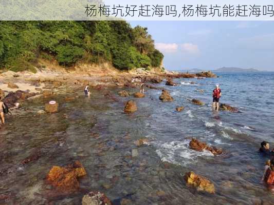 杨梅坑好赶海吗,杨梅坑能赶海吗