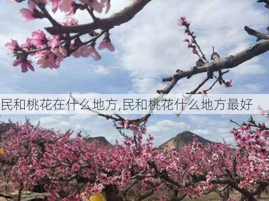 民和桃花在什么地方,民和桃花什么地方最好