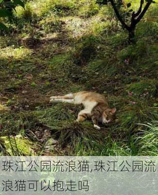 珠江公园流浪猫,珠江公园流浪猫可以抱走吗