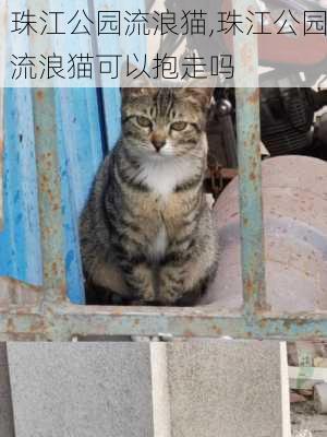 珠江公园流浪猫,珠江公园流浪猫可以抱走吗