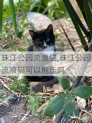 珠江公园流浪猫,珠江公园流浪猫可以抱走吗