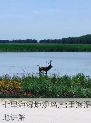 七里海湿地观鸟,七里海湿地讲解