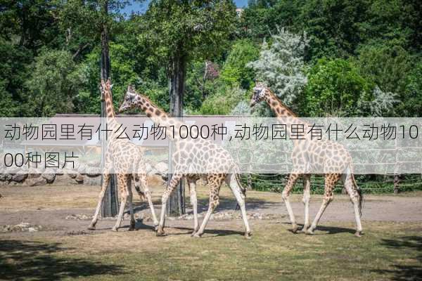 动物园里有什么动物1000种,动物园里有什么动物1000种图片