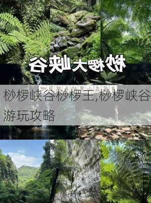 桫椤峡谷桫椤王,桫椤峡谷游玩攻略