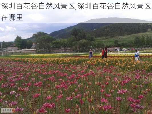 深圳百花谷自然风景区,深圳百花谷自然风景区在哪里