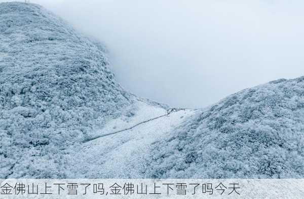 金佛山上下雪了吗,金佛山上下雪了吗今天