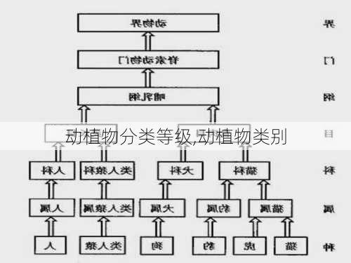 动植物分类等级,动植物类别