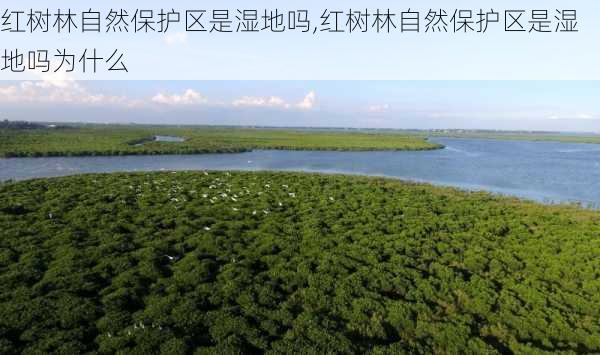 红树林自然保护区是湿地吗,红树林自然保护区是湿地吗为什么