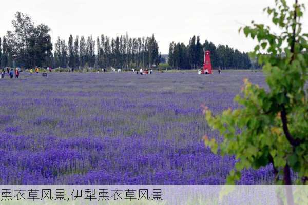 熏衣草风景,伊犁熏衣草风景