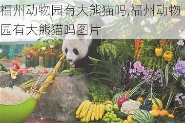 福州动物园有大熊猫吗,福州动物园有大熊猫吗图片