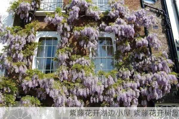 紫藤花开湖边小屋,紫藤花开树屋