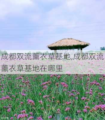 成都双流薰衣草基地,成都双流薰衣草基地在哪里