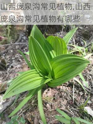 山西庞泉沟常见植物,山西庞泉沟常见植物有哪些