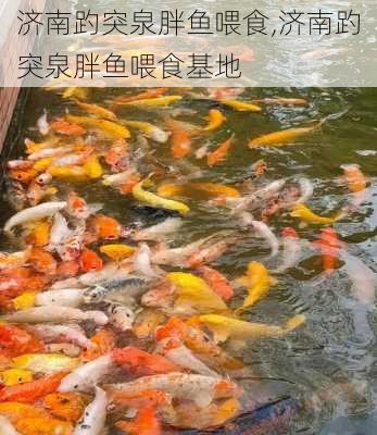 济南趵突泉胖鱼喂食,济南趵突泉胖鱼喂食基地