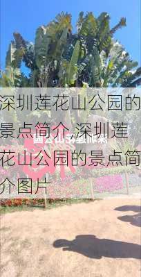 深圳莲花山公园的景点简介,深圳莲花山公园的景点简介图片