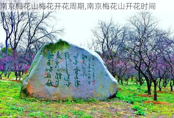 南京梅花山梅花开花周期,南京梅花山开花时间