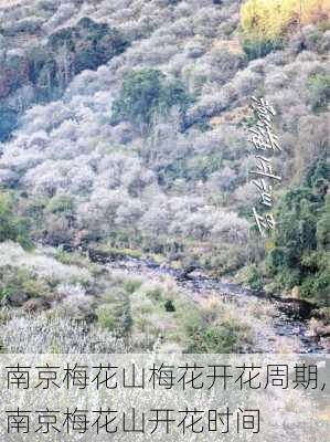 南京梅花山梅花开花周期,南京梅花山开花时间