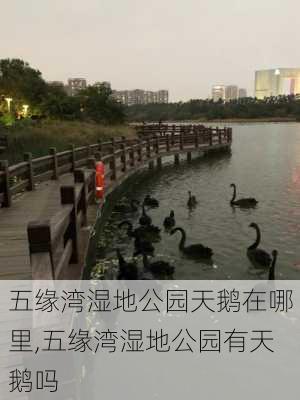 五缘湾湿地公园天鹅在哪里,五缘湾湿地公园有天鹅吗