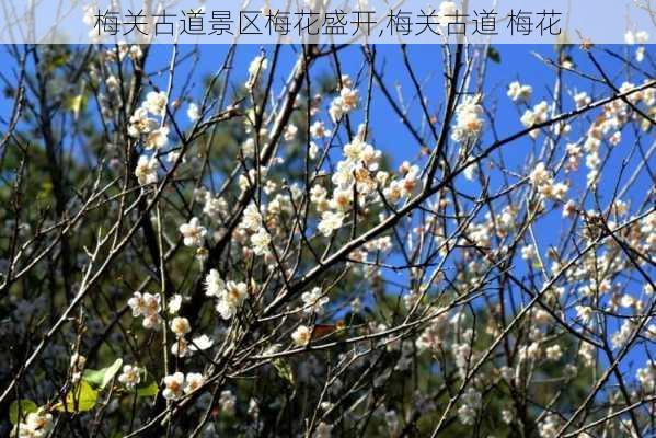 梅关古道景区梅花盛开,梅关古道 梅花