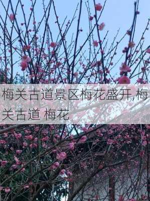 梅关古道景区梅花盛开,梅关古道 梅花