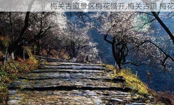 梅关古道景区梅花盛开,梅关古道 梅花