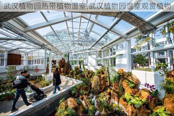 武汉植物园热带植物温室,武汉植物园温室观赏植物