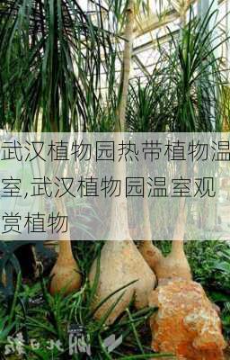 武汉植物园热带植物温室,武汉植物园温室观赏植物