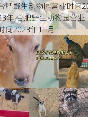 合肥野生动物园营业时间2023年,合肥野生动物园营业时间2023年11月