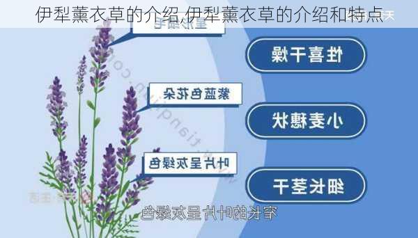 伊犁薰衣草的介绍,伊犁薰衣草的介绍和特点