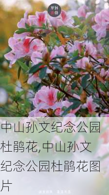 中山孙文纪念公园杜鹃花,中山孙文纪念公园杜鹃花图片