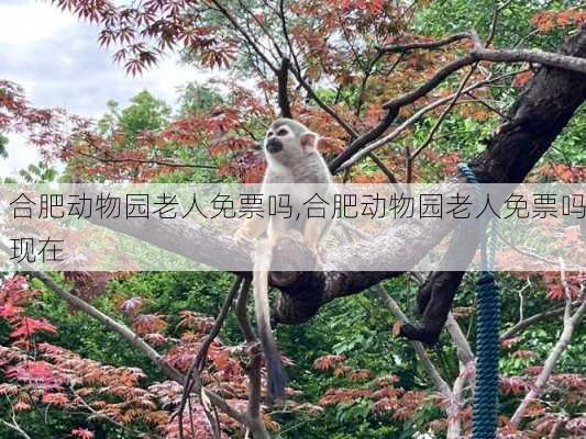 合肥动物园老人免票吗,合肥动物园老人免票吗现在