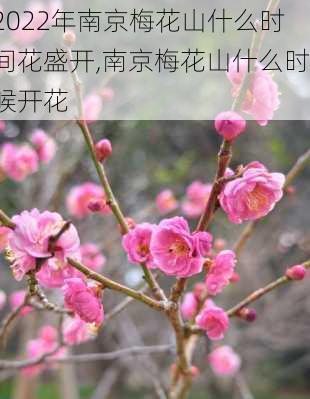 2022年南京梅花山什么时间花盛开,南京梅花山什么时候开花