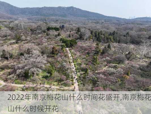 2022年南京梅花山什么时间花盛开,南京梅花山什么时候开花