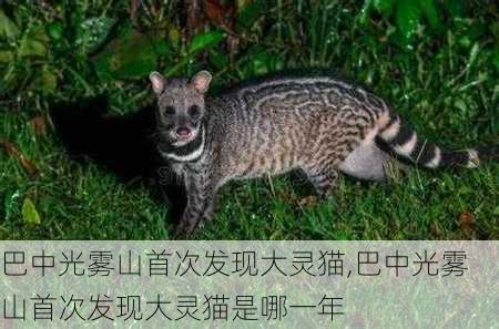 巴中光雾山首次发现大灵猫,巴中光雾山首次发现大灵猫是哪一年