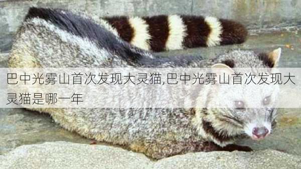 巴中光雾山首次发现大灵猫,巴中光雾山首次发现大灵猫是哪一年