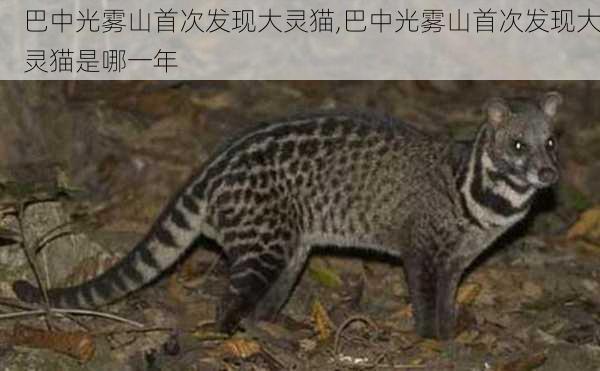 巴中光雾山首次发现大灵猫,巴中光雾山首次发现大灵猫是哪一年