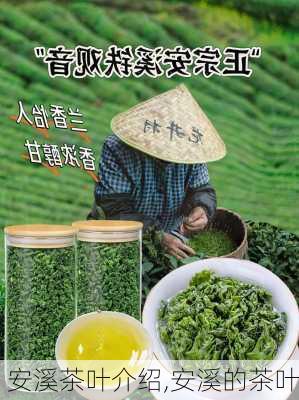 安溪茶叶介绍,安溪的茶叶